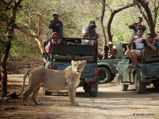 Top Reasons to Book a Wildlife Safari in Gir National Park This Season