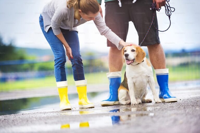 Rainy-Day Routines for Pet Owners