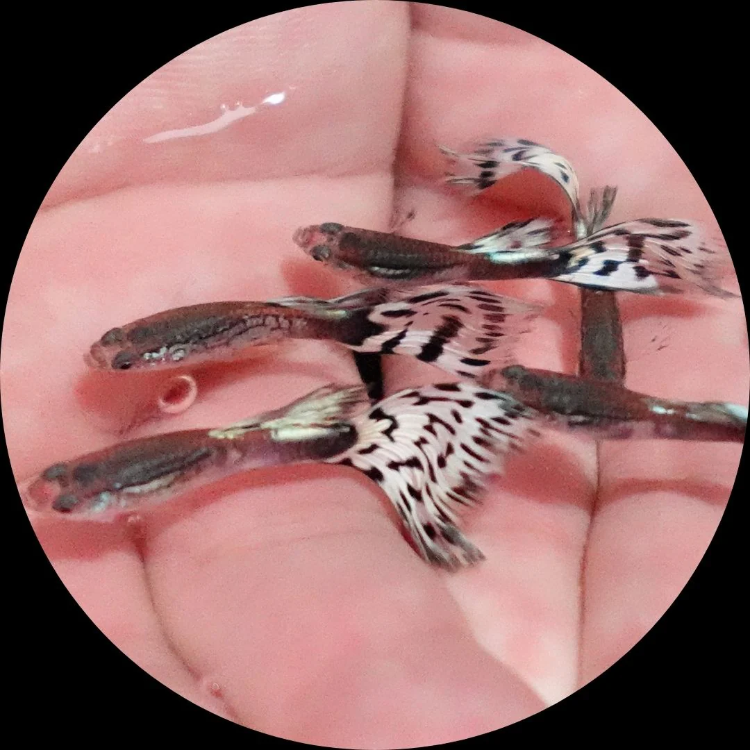 How Thailand’s Championship Guppy Breeding Standards Are Winning the Trust of Global Collectors