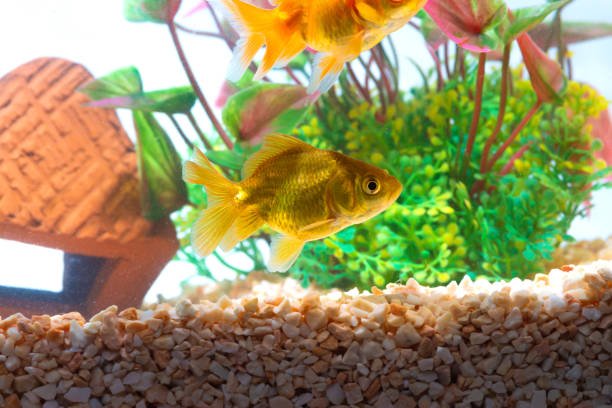 Are Goldfish Edible? Everything You Need to Know About Goldfish and Your Goldfish Tank