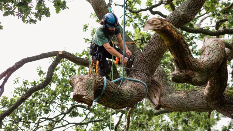 The Complete Guide to Professional Tree Services for Healthy and Safe Landscapes